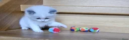 Ragdoll cats for sale: Ragdoll kittens  - Advert 7
