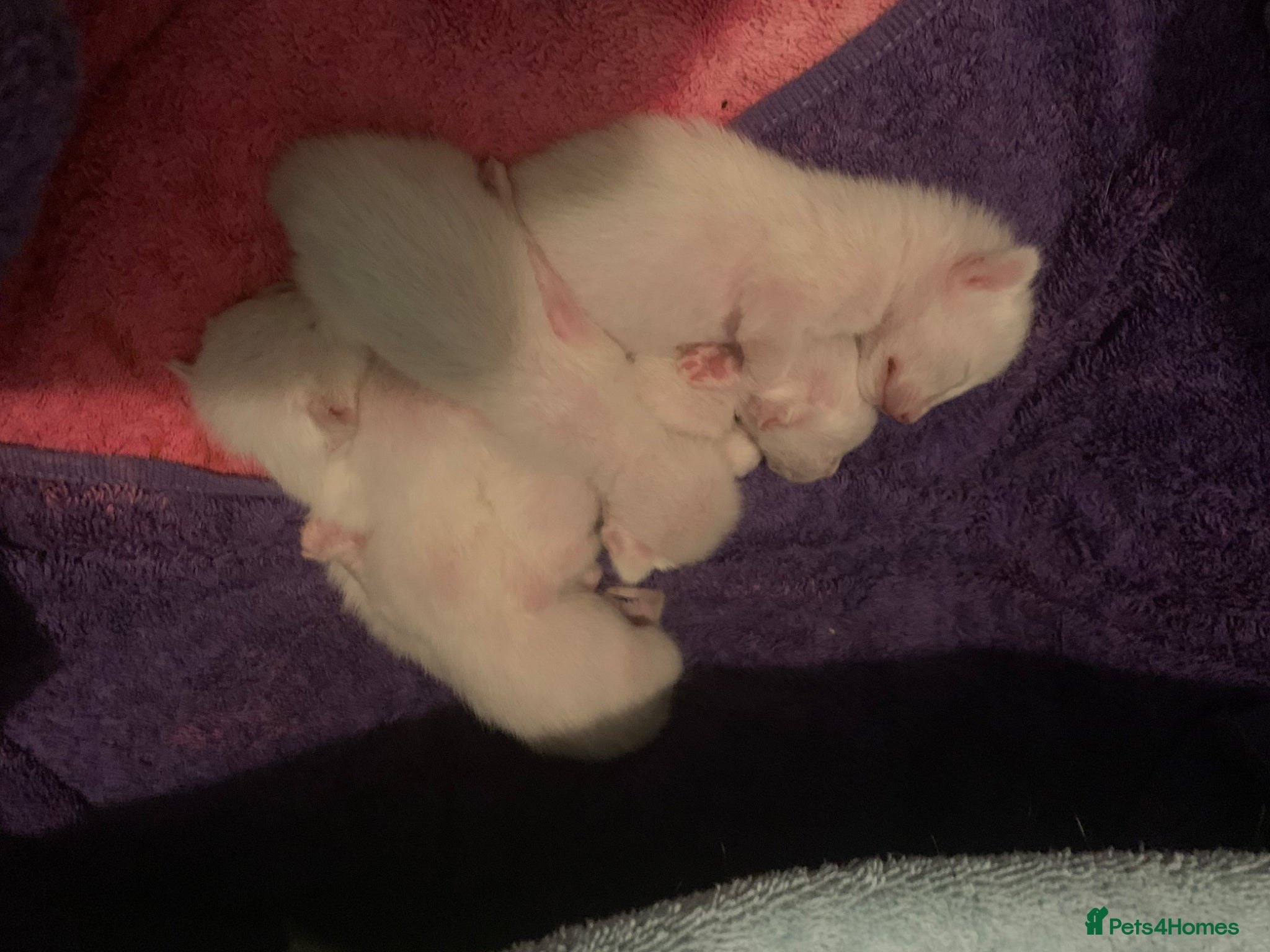 Siamese cats Siamese chocolate point and lilac point  - Advert 2