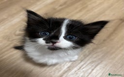 Mixed Breed cats for sale: 🌟Beautiful Oriental x Maine Coon Kittens🌟 - Image 2