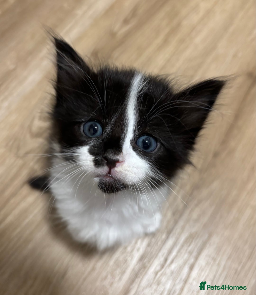 Mixed Breed cats for sale: 🌟Beautiful Oriental x Maine Coon Kittens🌟 - Image 2