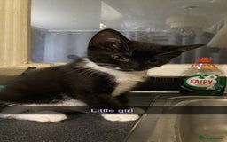 Mixed Breed cats for sale: 10 week old kittens - Image 3