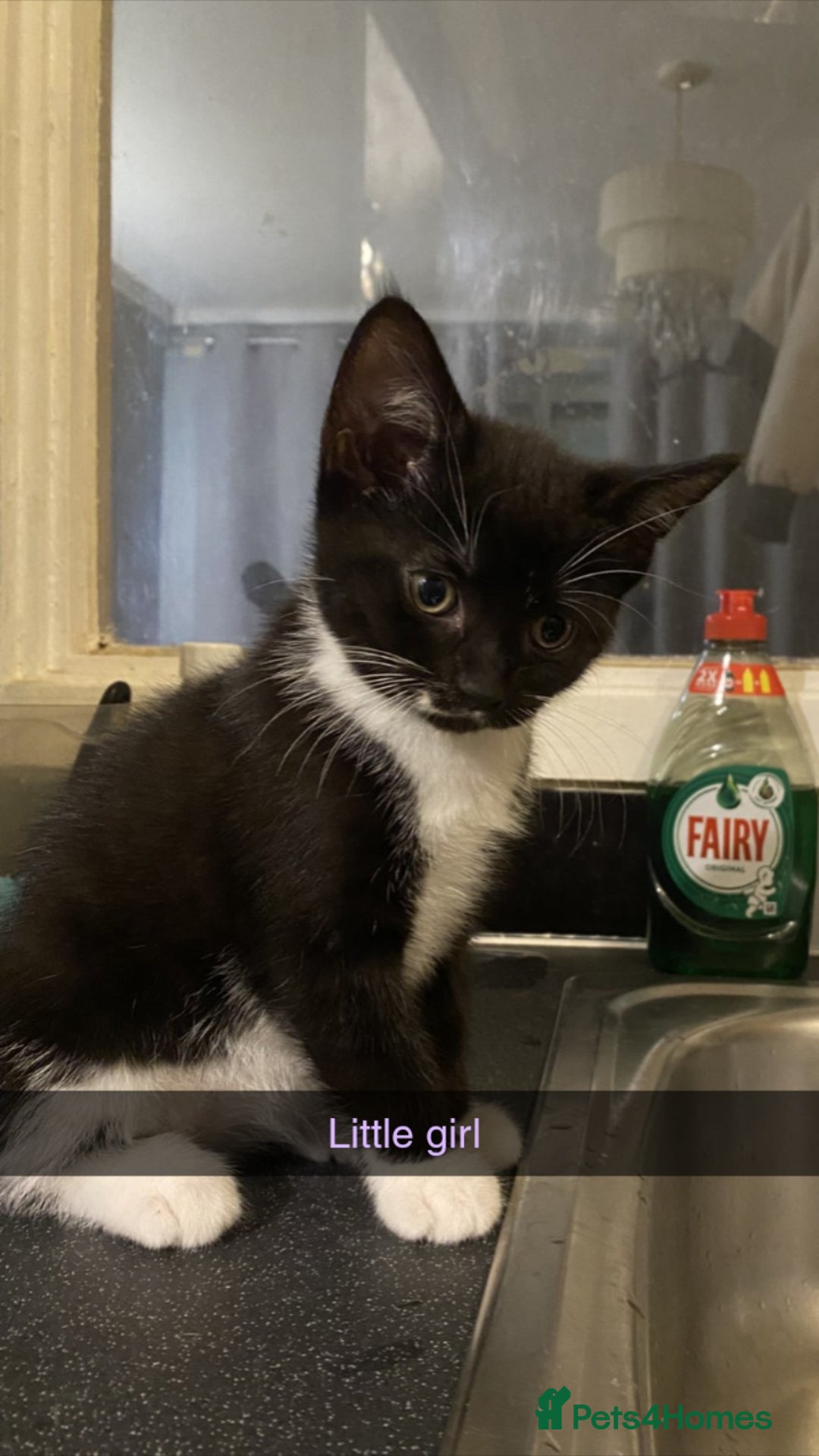 Mixed Breed cats for sale: 10 week old kittens - Image 3