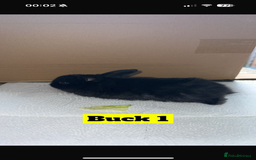 Mini Lop rabbits for sale: Purebred mini lops - Image 1