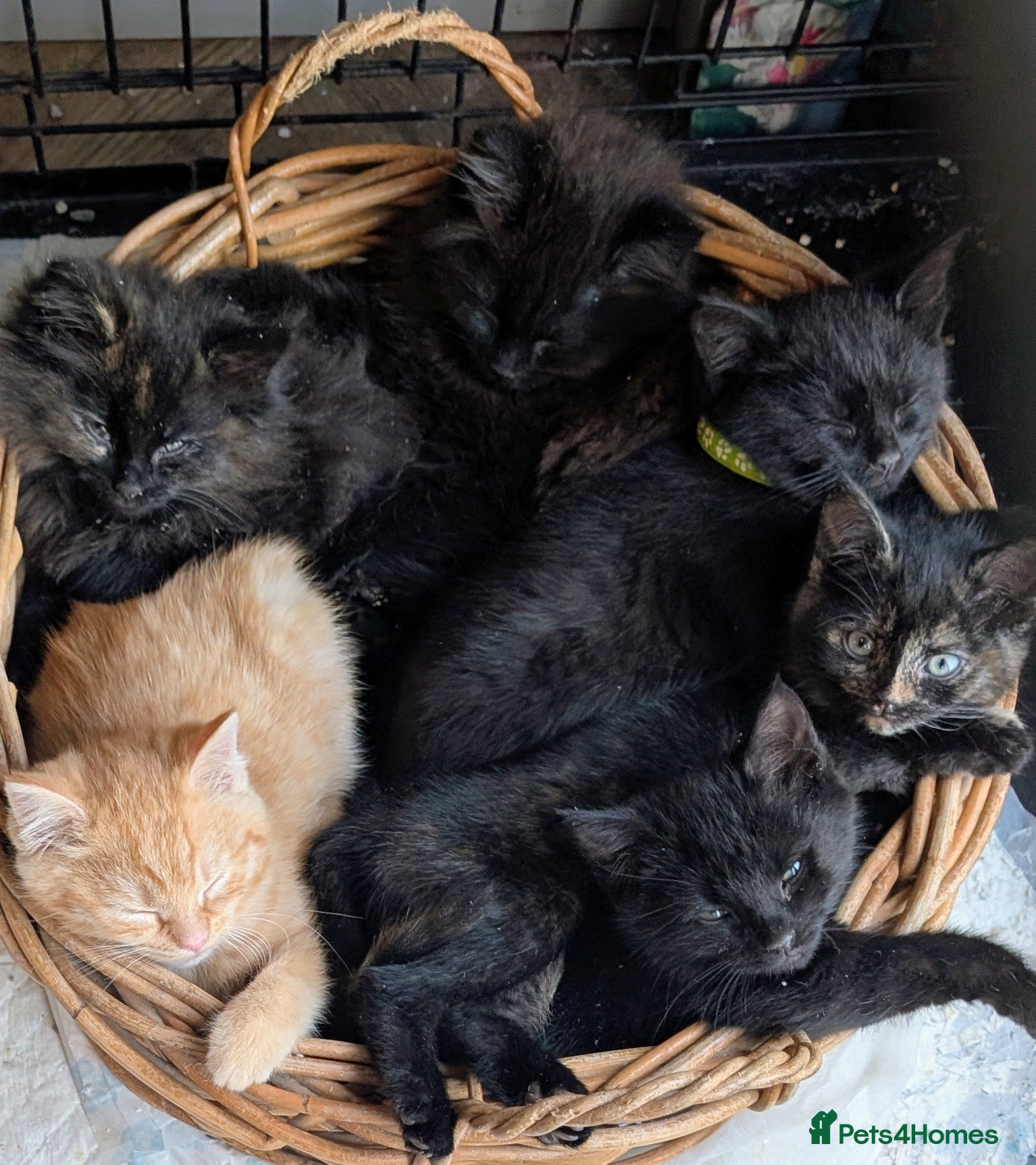 Mixed Breed cats 🧡 Gorgeous Litter of Kittens Now Ready to Leave🧡 - Advert 7