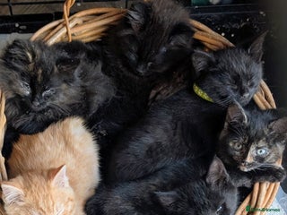 Mixed Breed cats 🧡 Gorgeous Litter of Kittens Now Ready to Leave🧡 - Advert 3