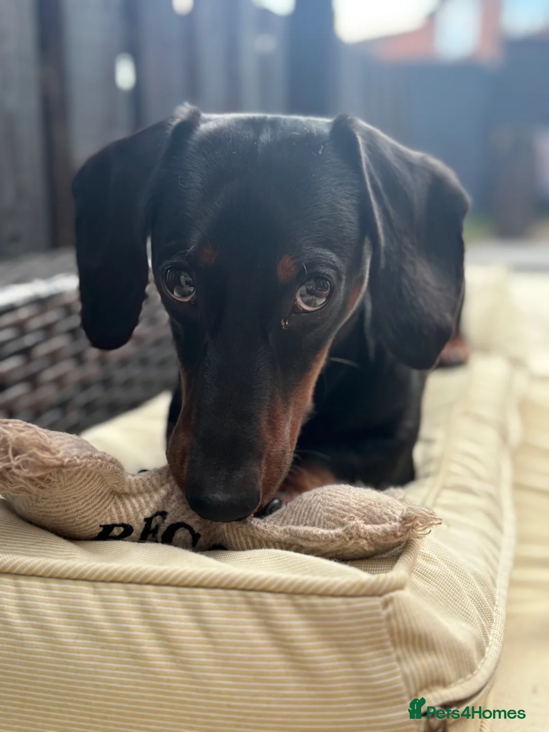 Miniature Dachshund dogs for sale: 18month old male mini dachshund - Advert 4