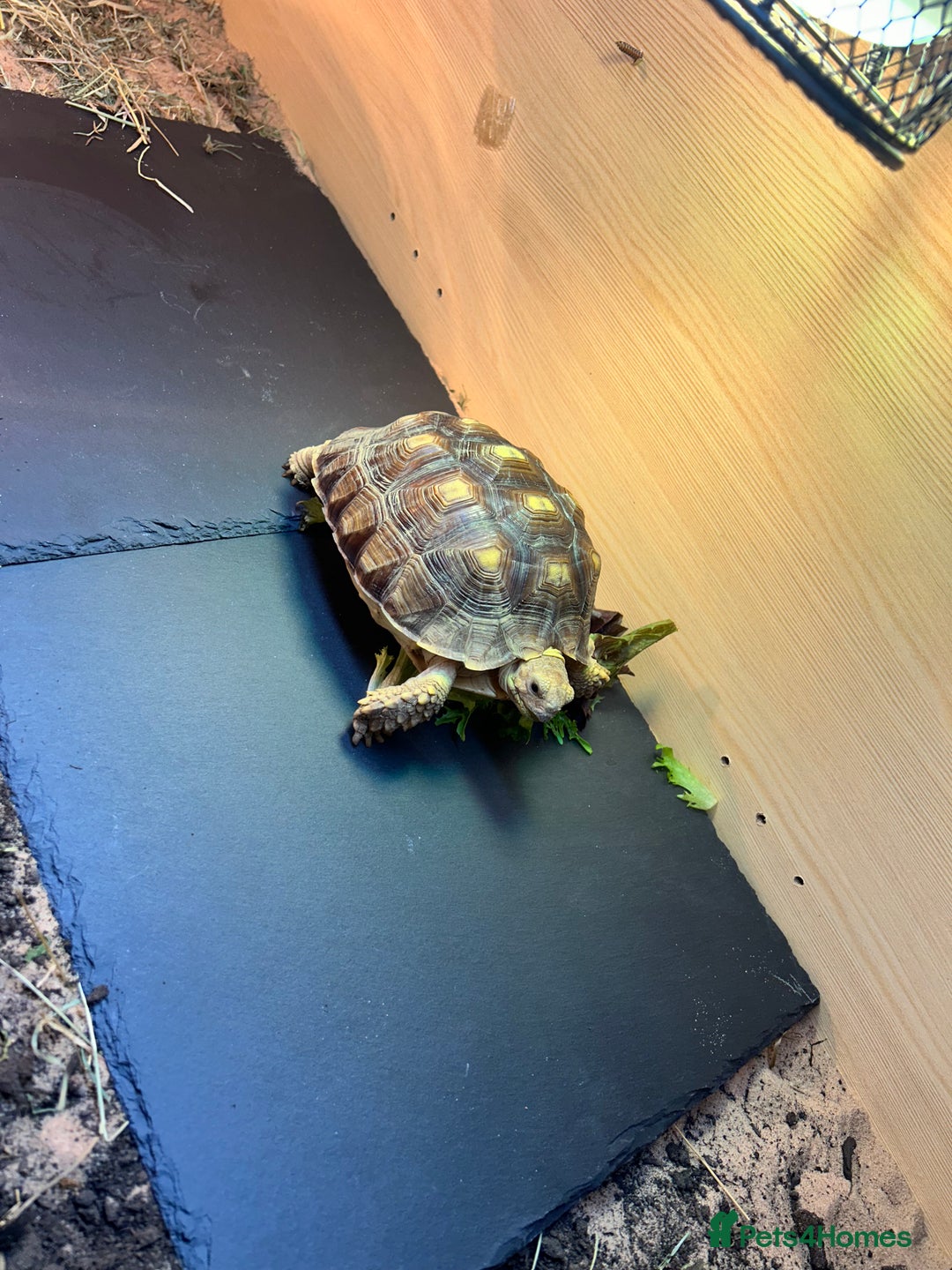 Tortoise reptiles for sale: Sulica tortoise  - Image 6