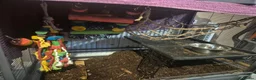 Rat rodents for sale: 2 female rats for sale - Advert 4