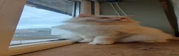 Ragdoll cats for sale: Ragdoll in need of a new home - Advert 24