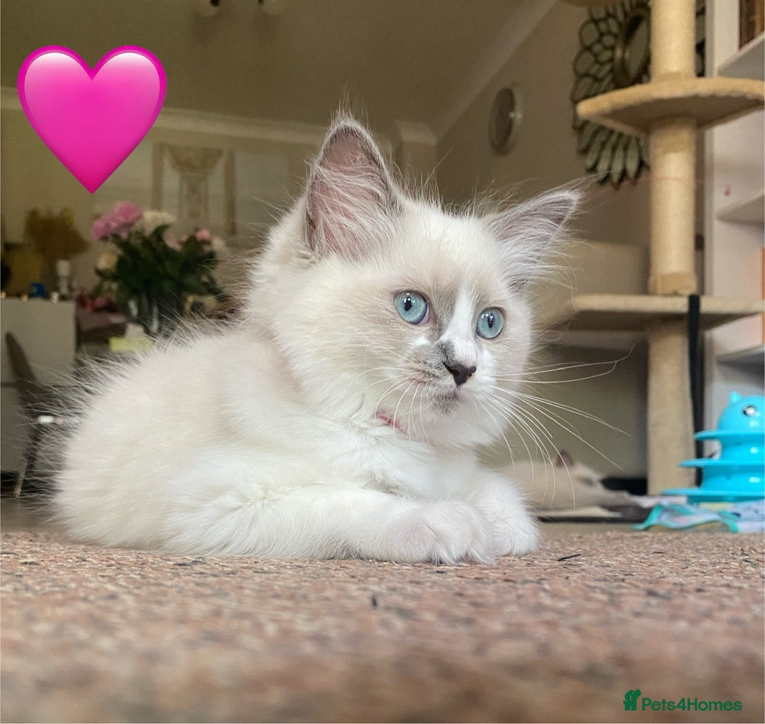 Ragdoll cats for sale: Ragdoll kittens one girl available  - Image 15