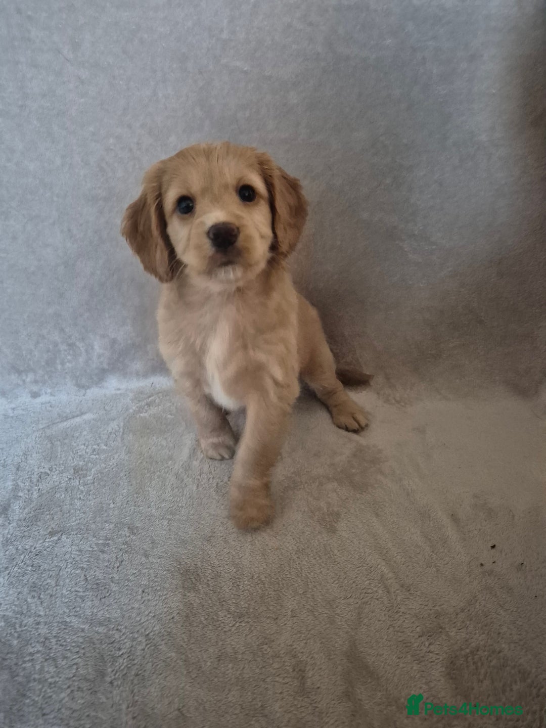Cockapoo dogs for sale: Cockapoo puppies - Image 9