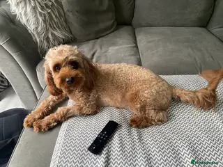 Mixed Breed dogs Cavamaltipoo - Advert 4