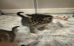 Domestic Shorthair cats for sale: Domestic short hair  - Image 9