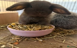 Mini Lop rabbits for sale: Outstanding mini lop doe - Image 6