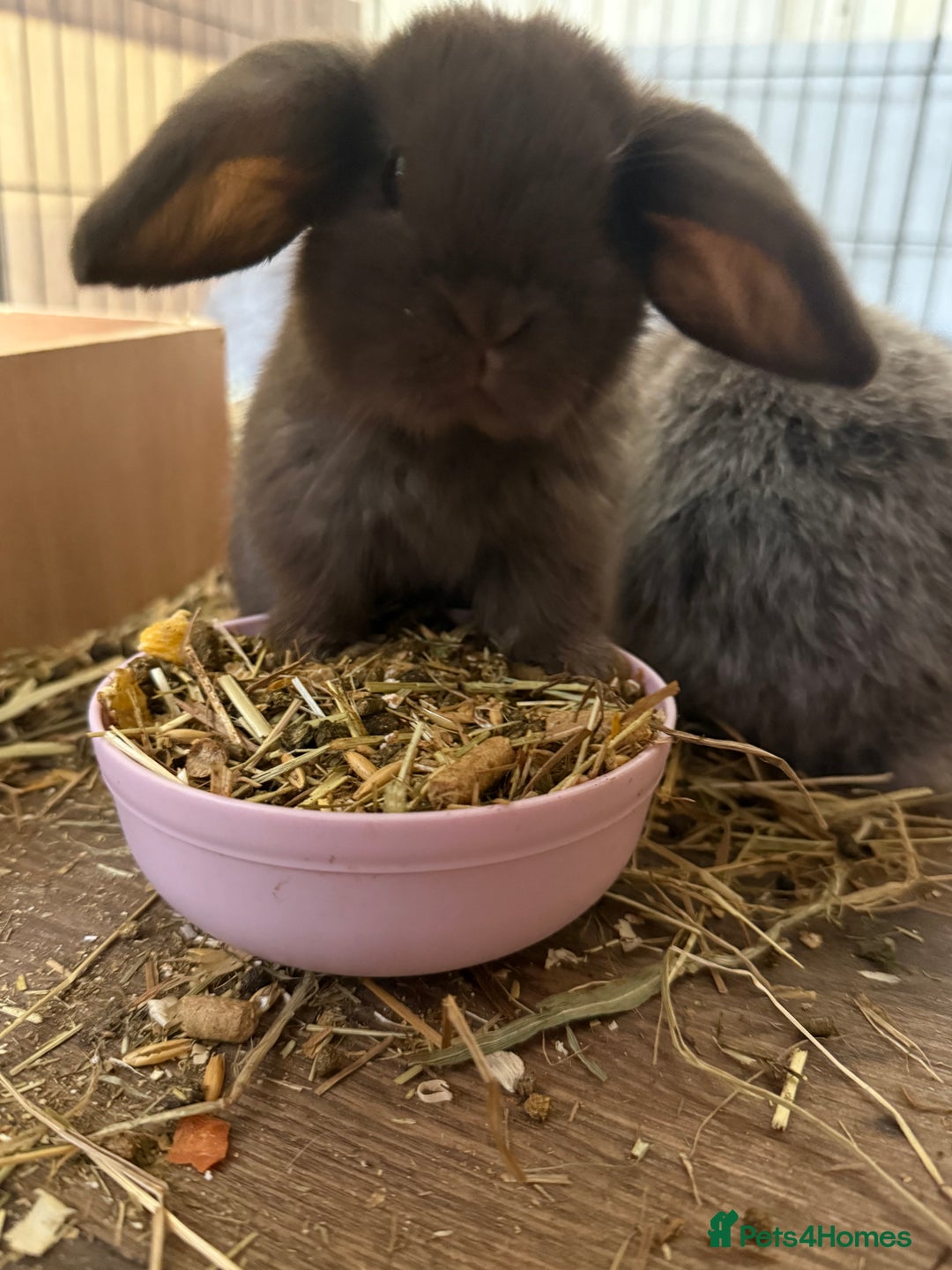 Mini Lop rabbits for sale: Outstanding mini lop doe - Image 6