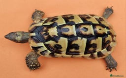 Tortoise reptiles for sale: Testudo Hermanni -tortoise for sale 7 years old - Image 1