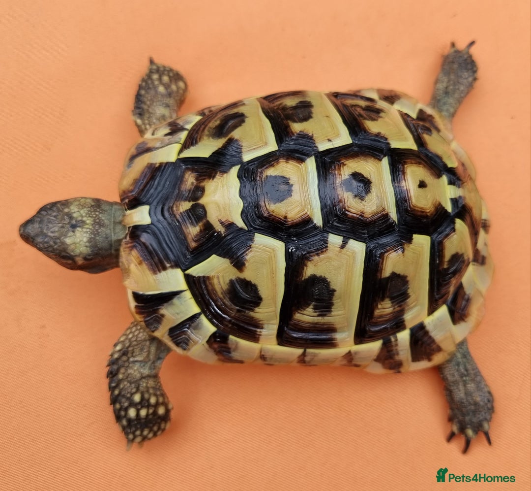 Tortoise reptiles for sale: Testudo Hermanni -tortoise for sale 7 years old - Image 1