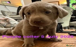 Labrador Retriever dogs for sale: 8 Beautiful Silver Labrador Retriever Puppies  - Image 9
