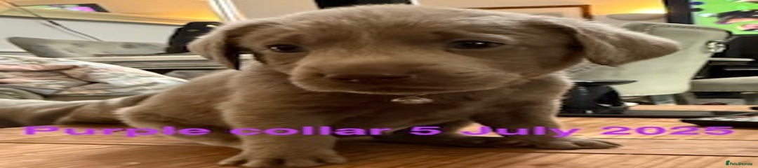 Labrador Retriever Purple collar boy first puppies 8 puppie 