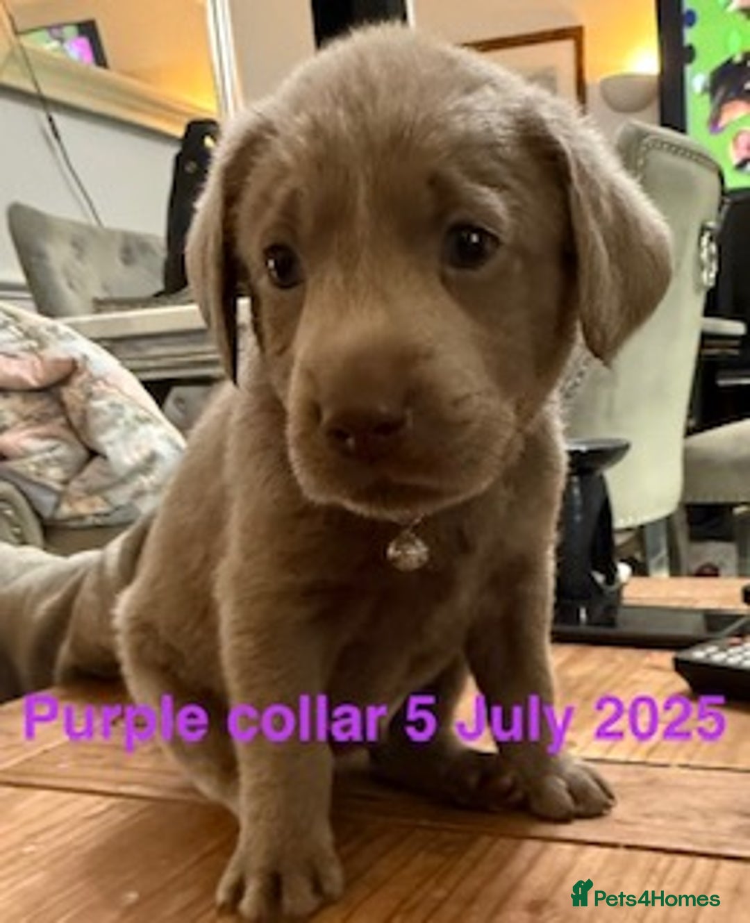 Labrador Retriever dogs for sale: 8 Beautiful Silver Labrador Retriever Puppies  - Image 9