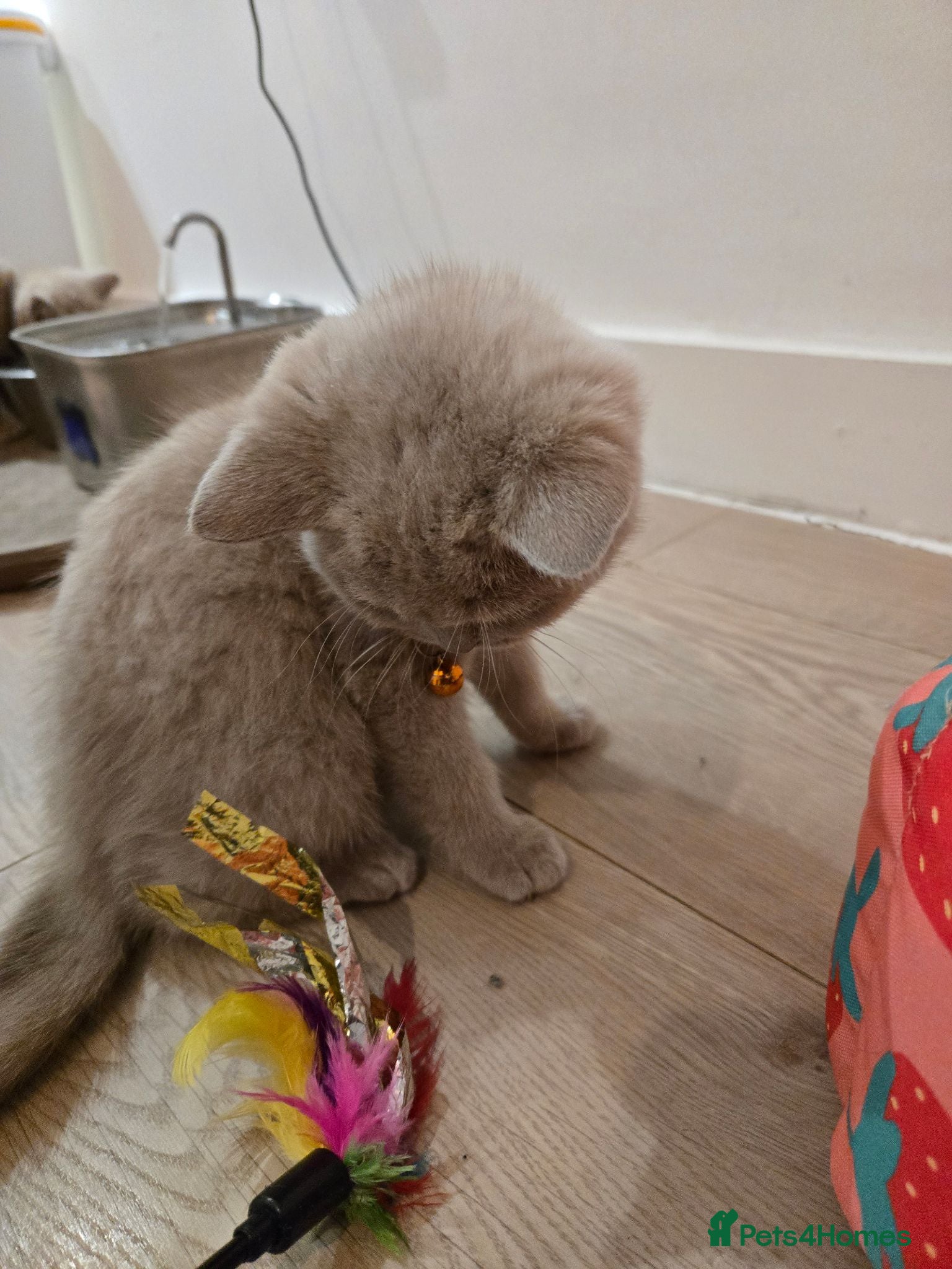 British Shorthair cats RARE! British Shorthair Kittens Cinnamon & Fawn - Advert 2