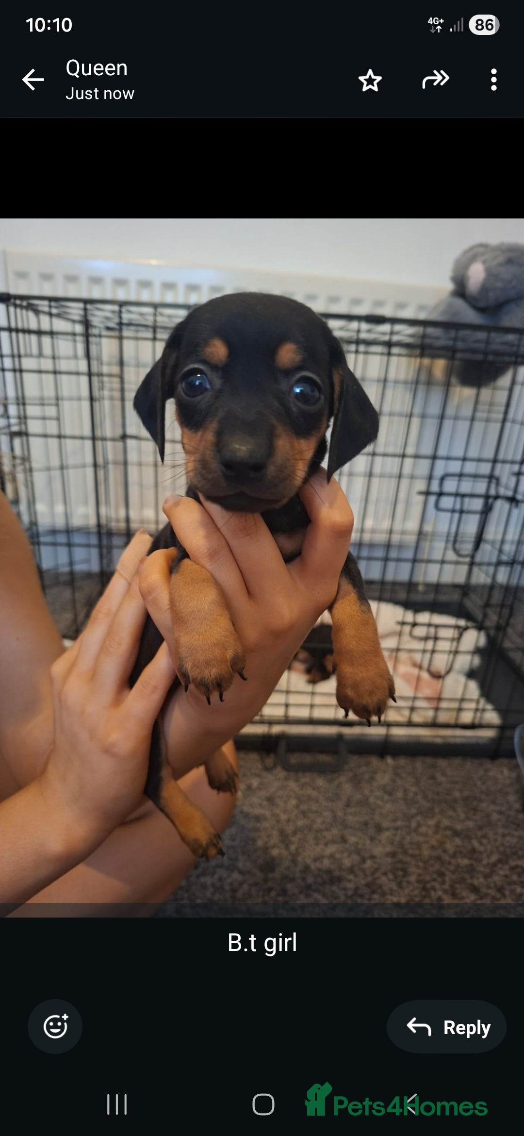 Miniature Dachshund dogs Miniature dachshund 2 left  - Advert 17