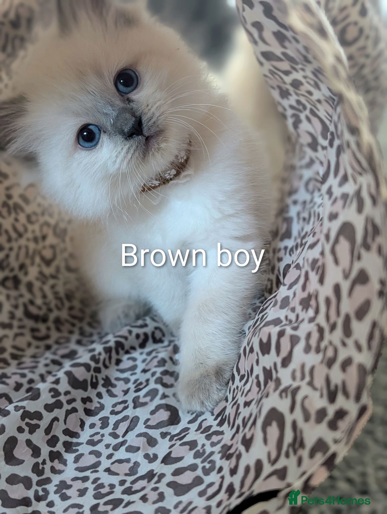 Ragdoll cats  Ragdoll X kittens - Advert 17