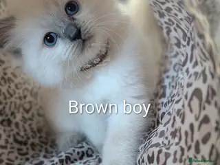 Ragdoll cats Ragdoll X kittens - Advert 17