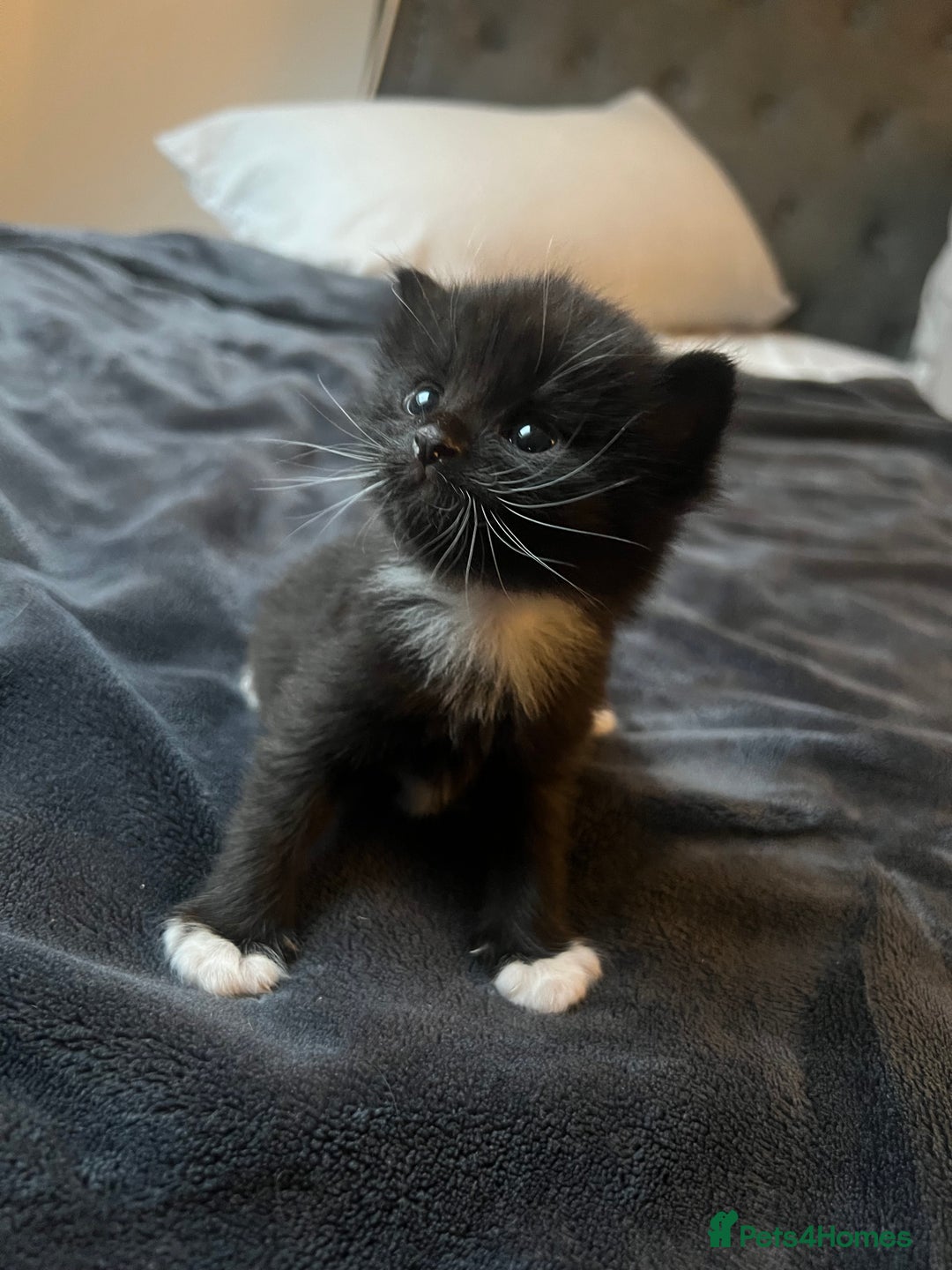 Mixed Breed cats for sale: Black and white kitten - Image 2