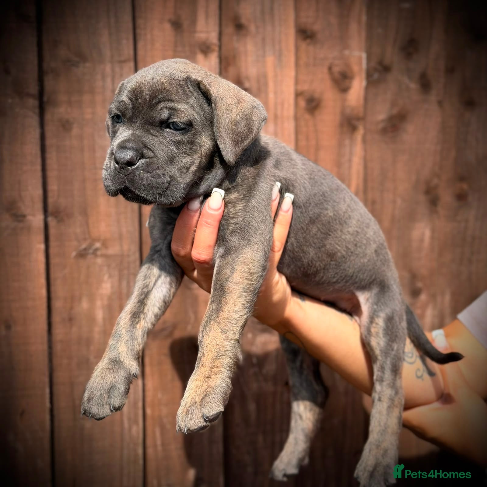 Cane Corso dogs 🐾 LITTER „K” they’re here 🥳 🐾 - Advert 2