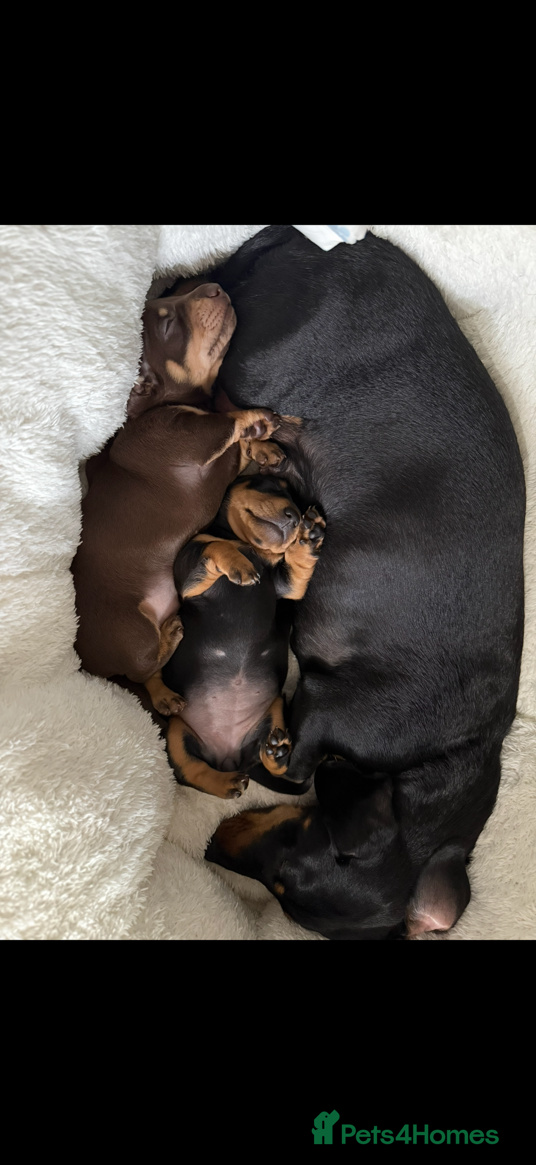 Miniature Dachshund dogs for sale: Mini dash - brown male - ready now  - Image 5