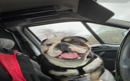 English Bulldog dogs for sale: English bulldog looking for new forever home - Image 8