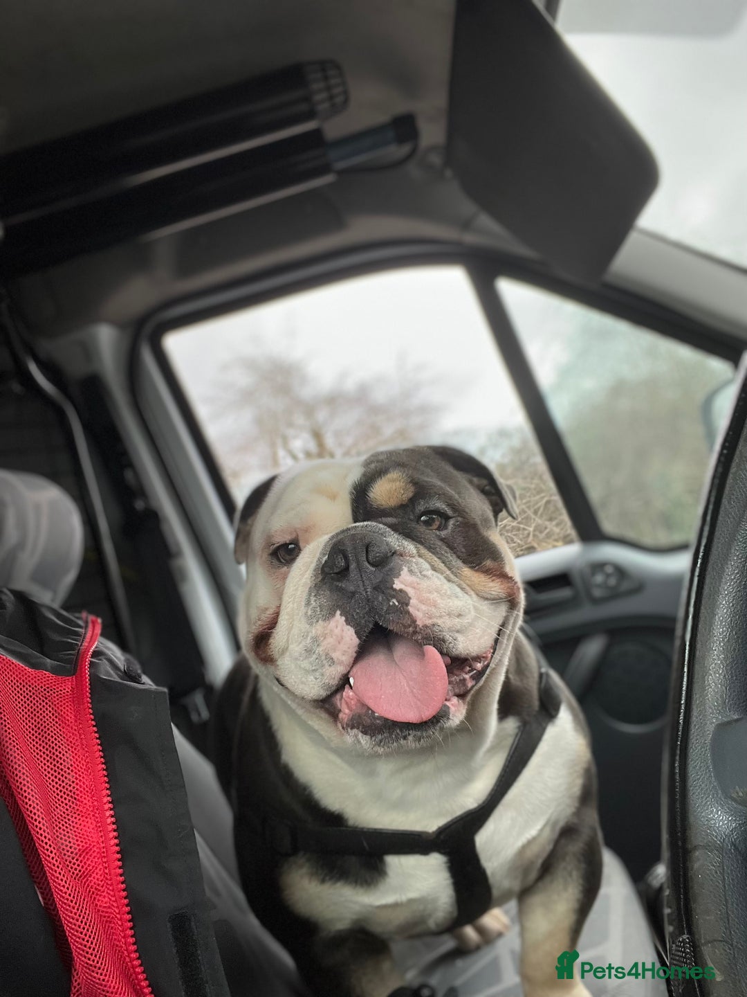 English Bulldog dogs for sale: English bulldog looking for new forever home - Image 8