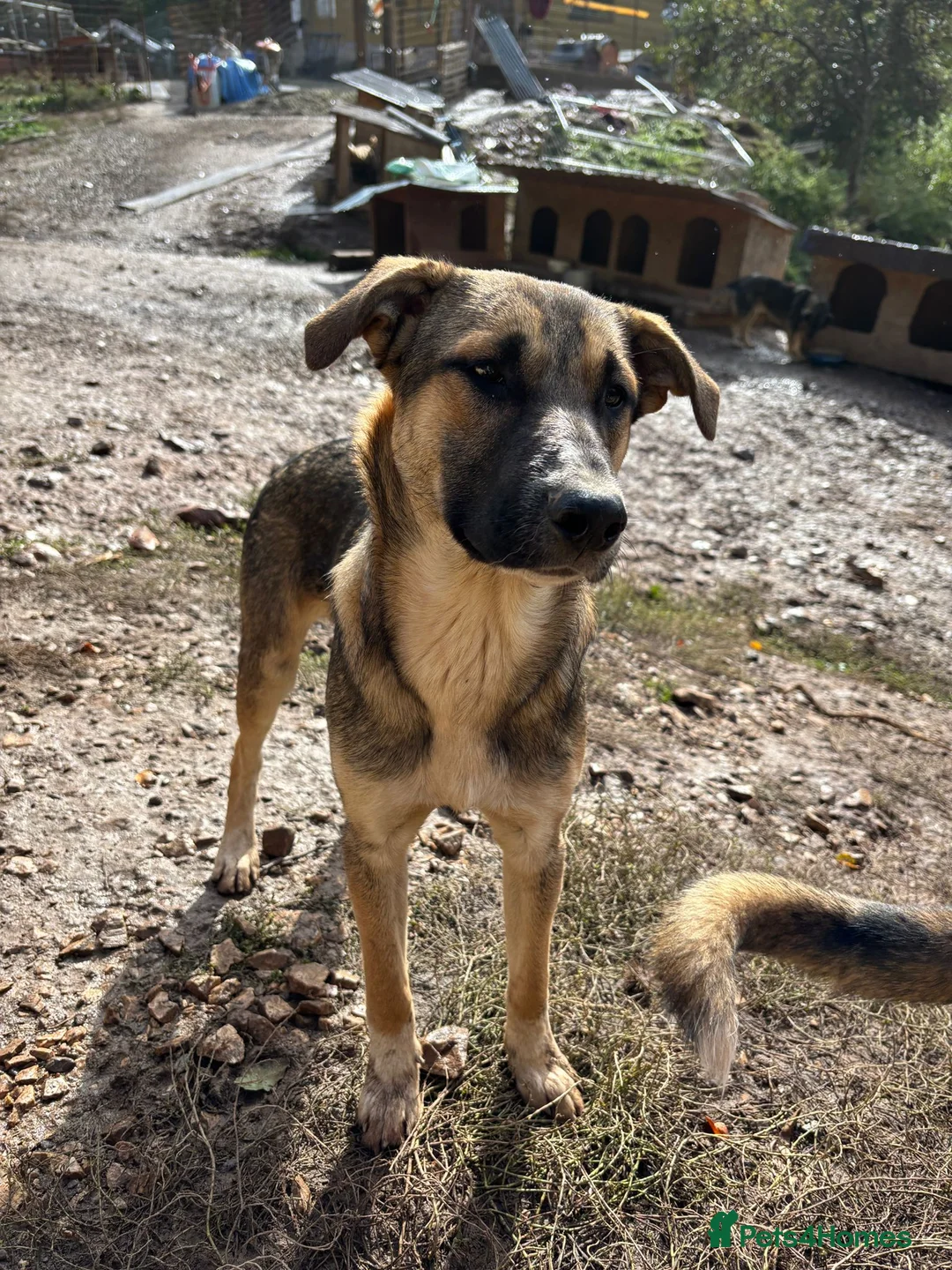 Mixed Breed dogs for adoption: Mac is looking for a family with another dog! - Advert 13