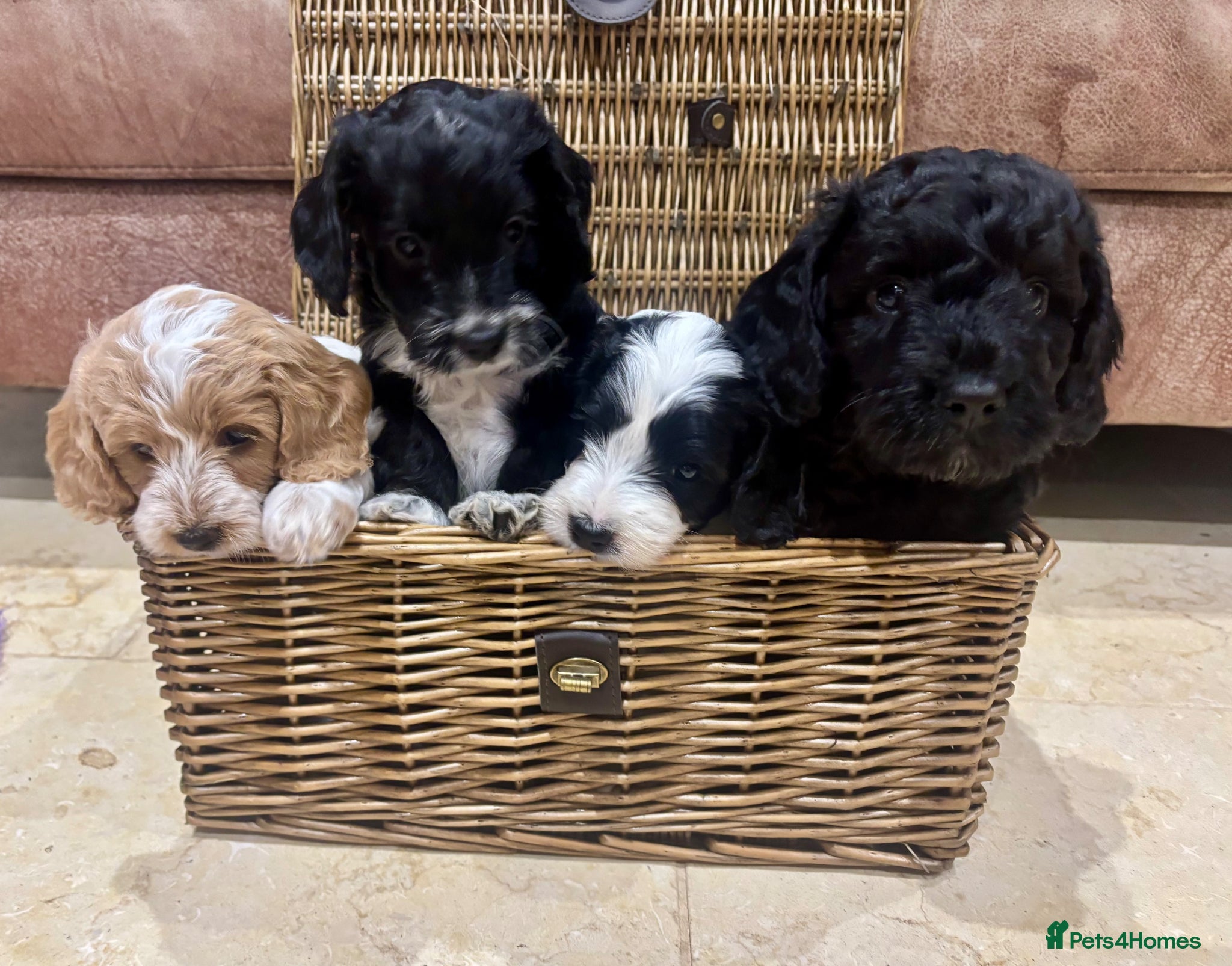 Cockapoo dogs Cockapoo’s ready 5 April Health tested parents - Advert 17