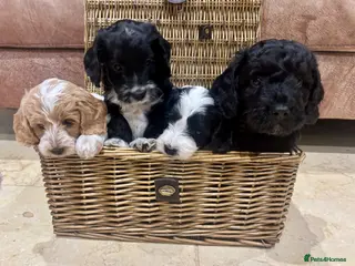 Cockapoo dogs Cockapoo’s ready 5 April Health tested parents - Advert 17