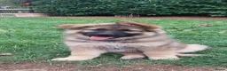 German Shepherd dogs for sale: Stunning babys - Advert 12