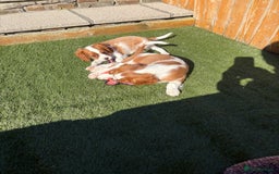 Cavalier King Charles Spaniel dogs for sale: DNA tested parents, Kc reg Cavalier pups - Image 1