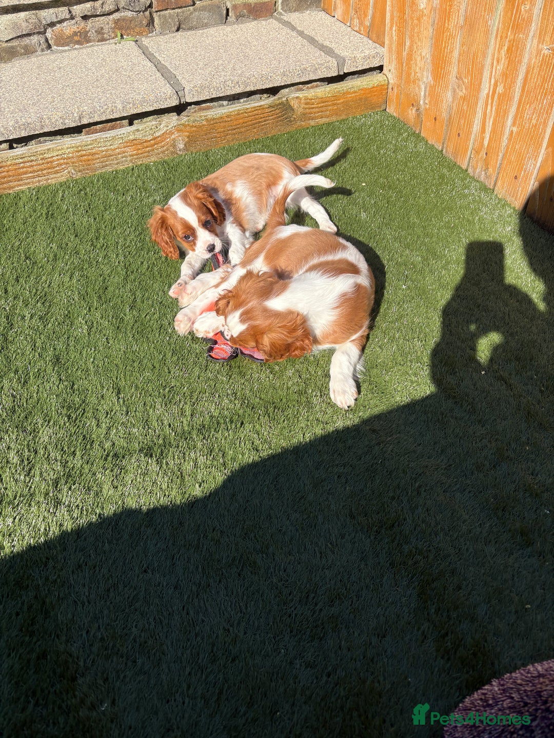 Cavalier King Charles Spaniel dogs for sale: DNA tested parents, Kc reg Cavalier pups - Image 1