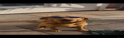 Labrador Retriever dogs for stud: John  in Glasgow - Advert 2