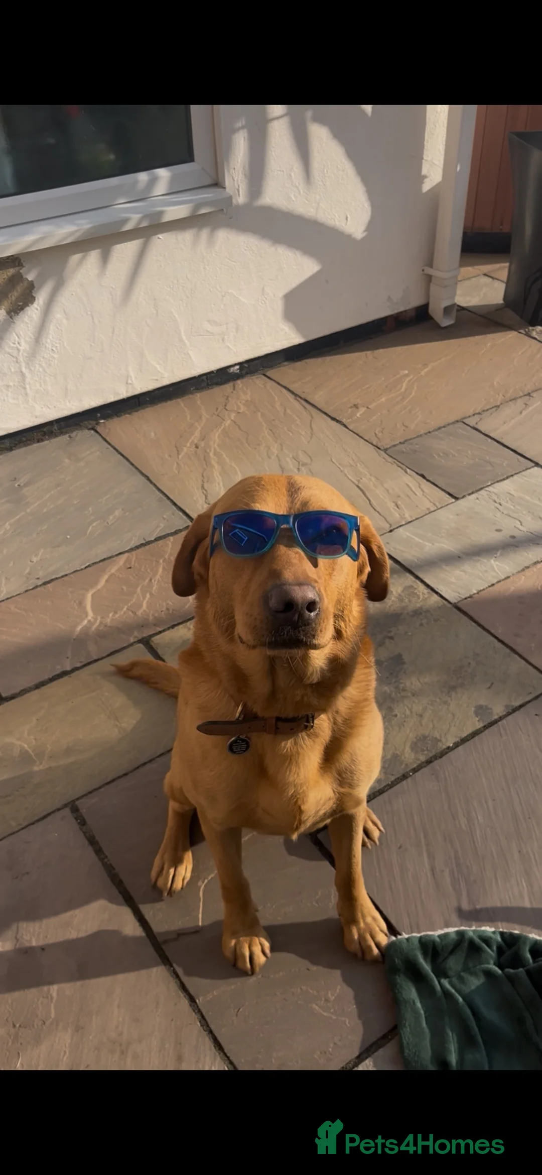 Labrador Retriever dogs for stud: John  in Glasgow - Advert 2