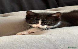 Domestic Shorthair cats for sale: 4 beautiful mixed kittens in Walsall - Image 10