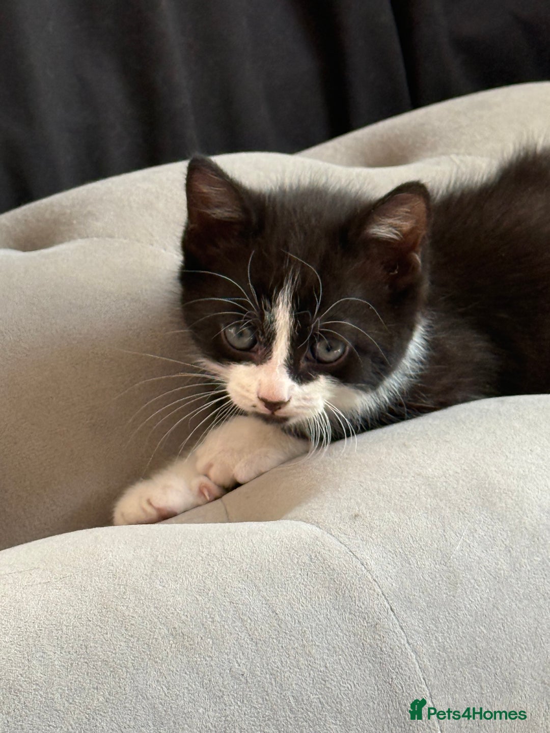 Domestic Shorthair cats for sale: 4 beautiful mixed kittens in Walsall - Image 10