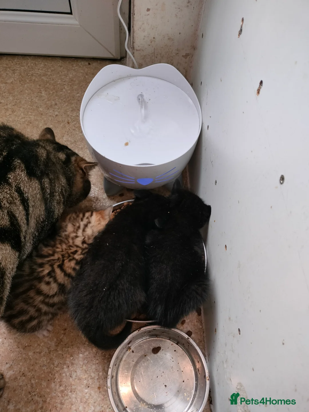 Bengal cats for sale: Bengal and Tuxedo Kittens.   - Advert 18