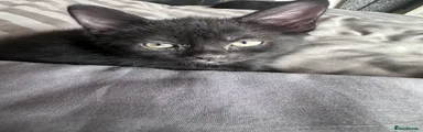 Maine Coon 5