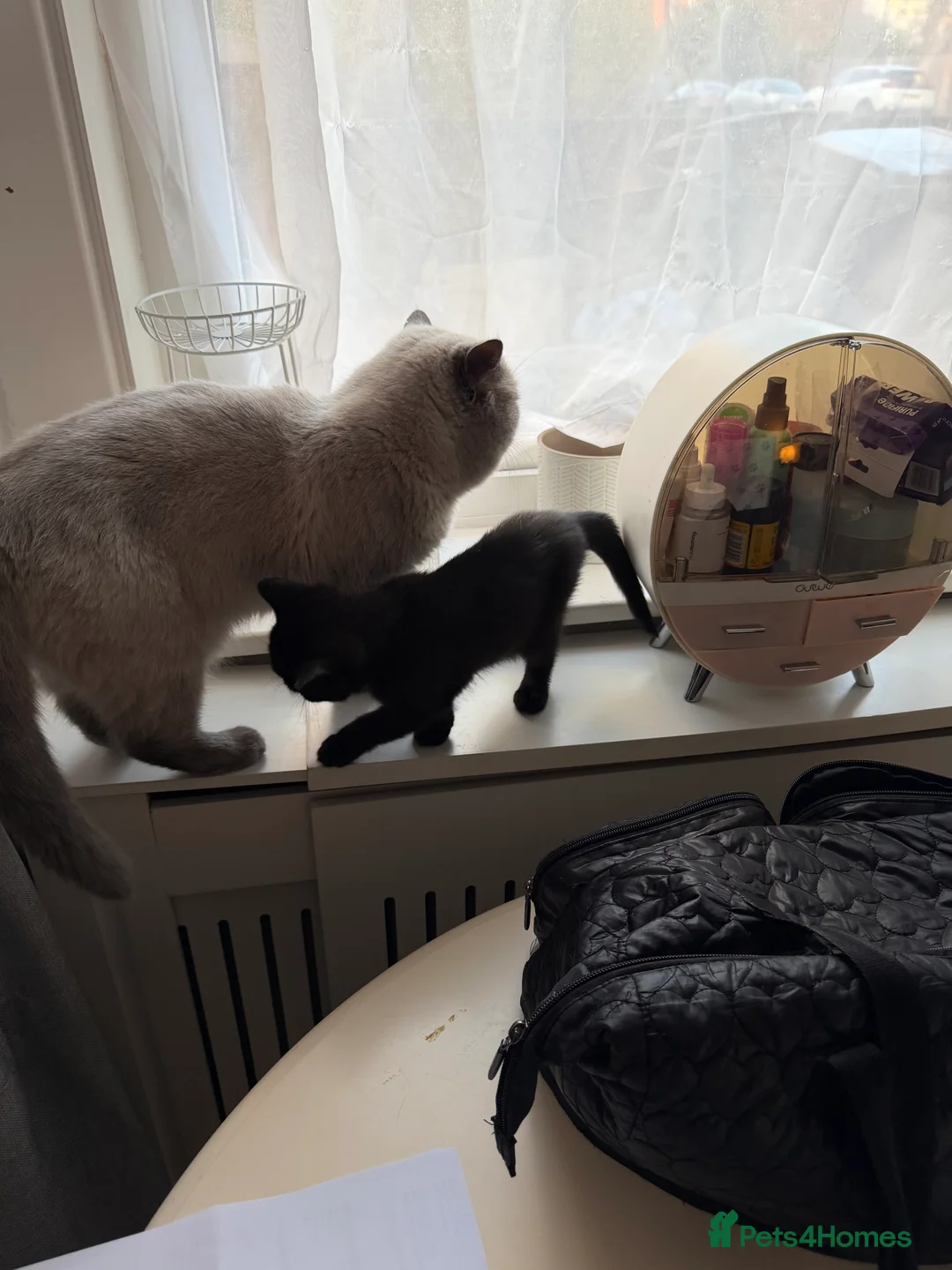 British Shorthair cats for sale: Last kitten - Dark Chocolate BSH - Advert 7