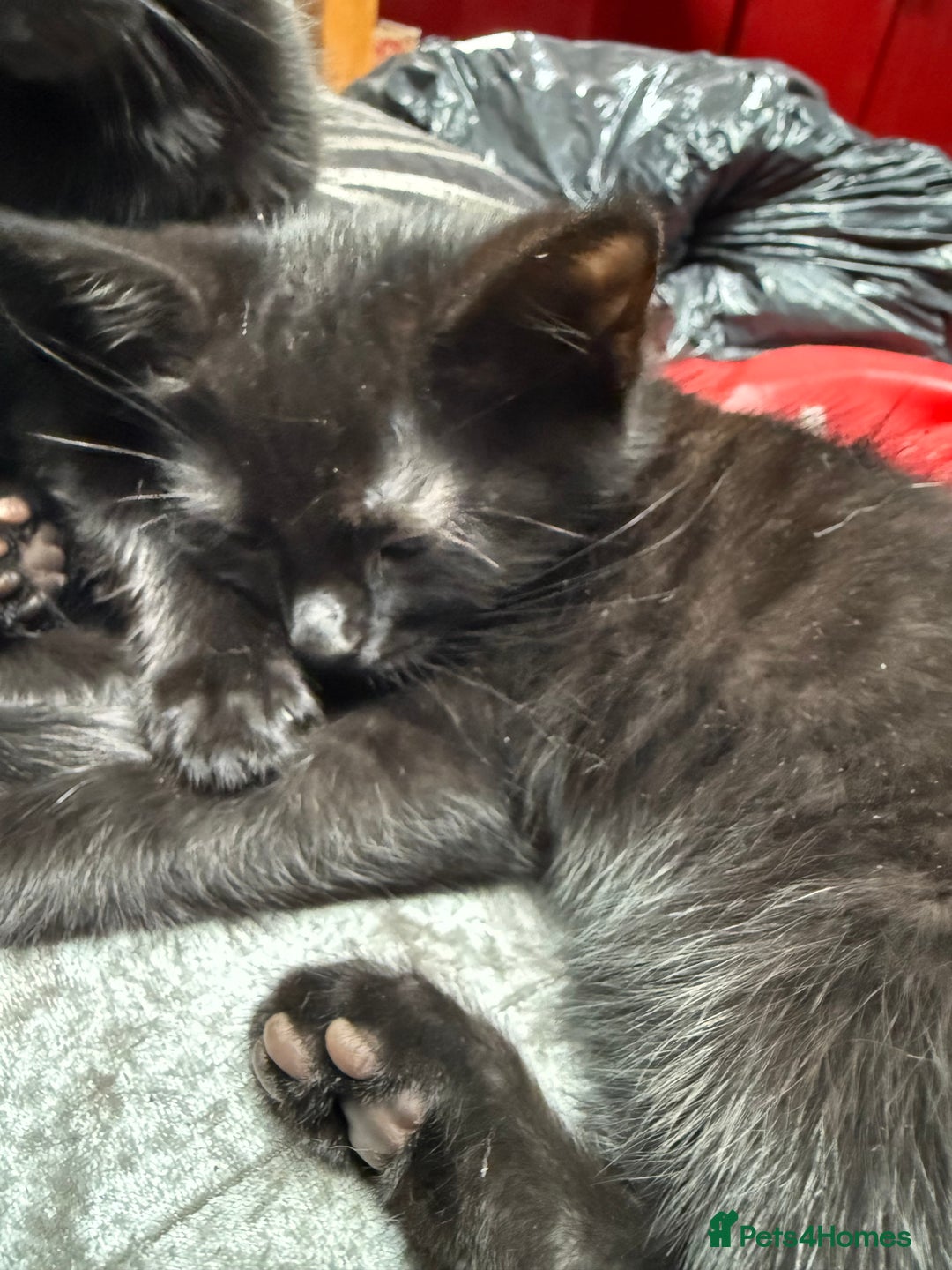 Mixed Breed cats for sale: Kittens  - Image 10
