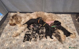 Sproodle dogs for sale: Sproodle Merle puppies  - Image 19