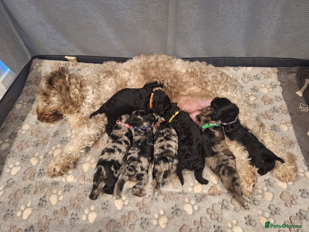 Sproodle dogs for sale: Sproodle Merle puppies  - Image 19