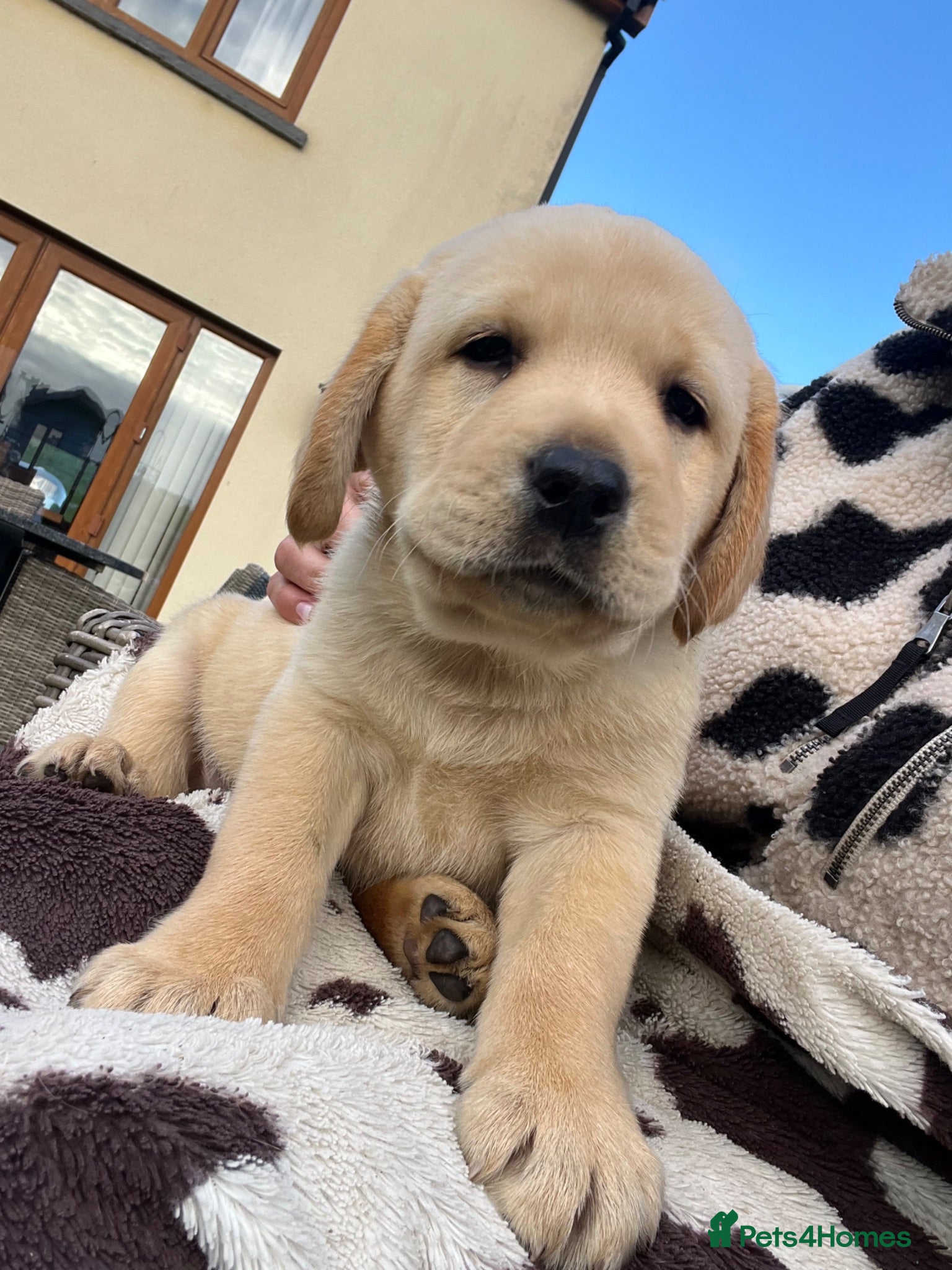 Labrador Retriever dogs *Only one left* Labrador Puppies For Sale - Advert 1